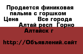 Продается финиковая пальма с горшком › Цена ­ 600 - Все города  »    . Алтай респ.,Горно-Алтайск г.